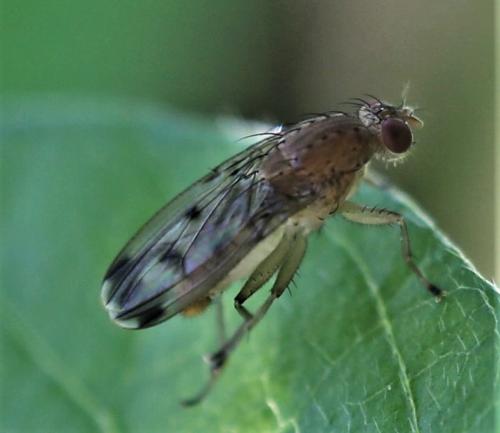 Réf. 192 553 : Suillia variegata
